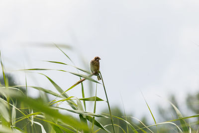 Close-up of bird perching on grass