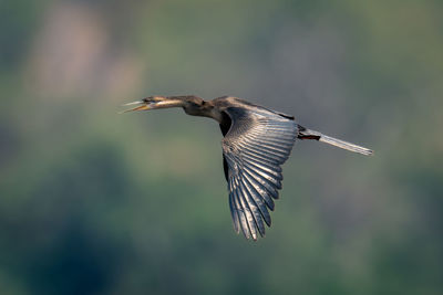 Close-up of bird flying against sky