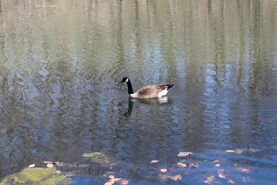 Birds in calm water