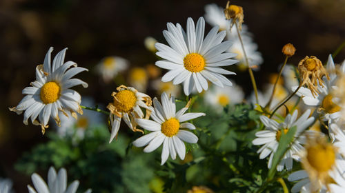 Close-up of white daisy flowers