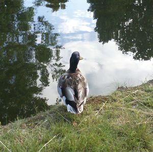 Duck on field by lake against sky