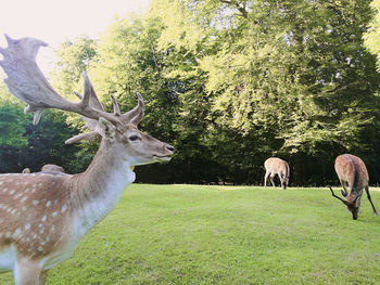 Deer on tree against sky