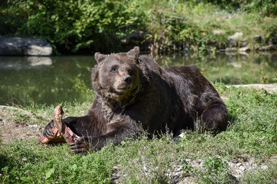 View of an animal on field