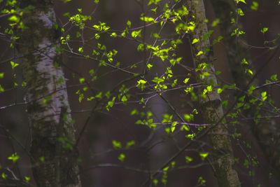 Close-up of leaves on tree