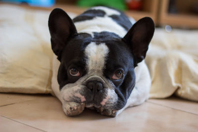 Portrait of dog relaxing on floor at home