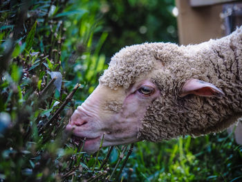 Close-up portrait of an animal