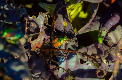 Close-up of insect on plant