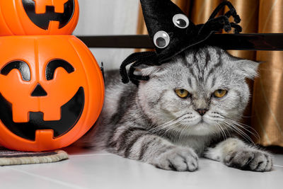 Close-up portrait of a cat