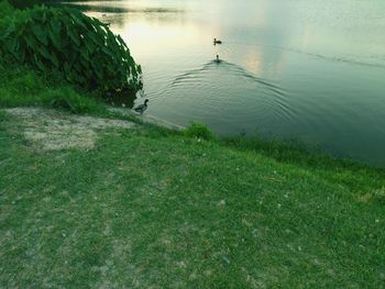 Scenic view of grass in water