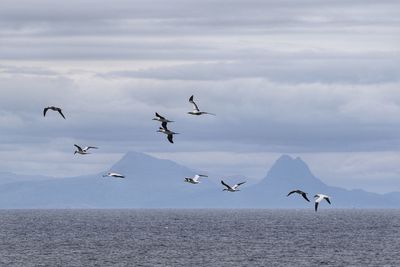 Gannets over the minch at isle of lewis