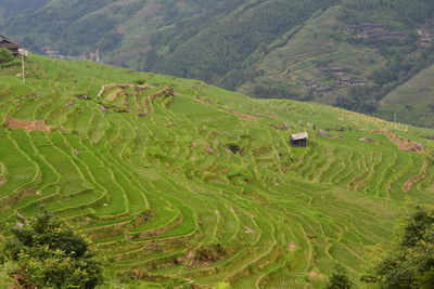 High angle view of agricultural field