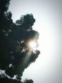 Low angle view of trees against clear sky