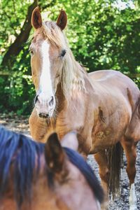 Close-up portrait of horse