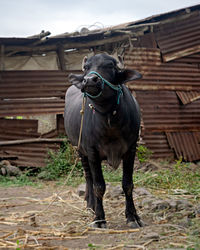 Young black buffalo standing in the field in front of her iron tin made house.