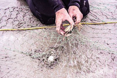 Midsection of person holding crab on fishing net