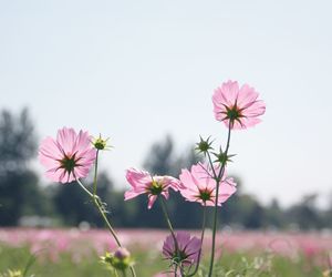 Close-up of pink cosmos flowers blooming on field against sky