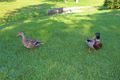 View of birds on field