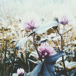 Close-up of purple flowers