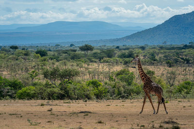 Masai giraffe walking through savannah in sunshine