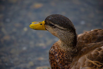 Side view of duck