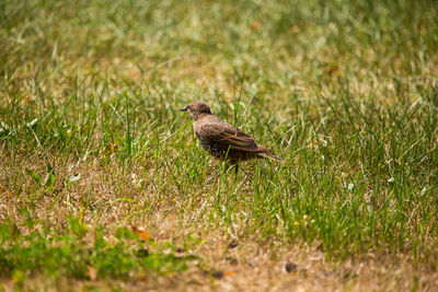 A beautiful, brown common starling female feeding in the grass before migration. 