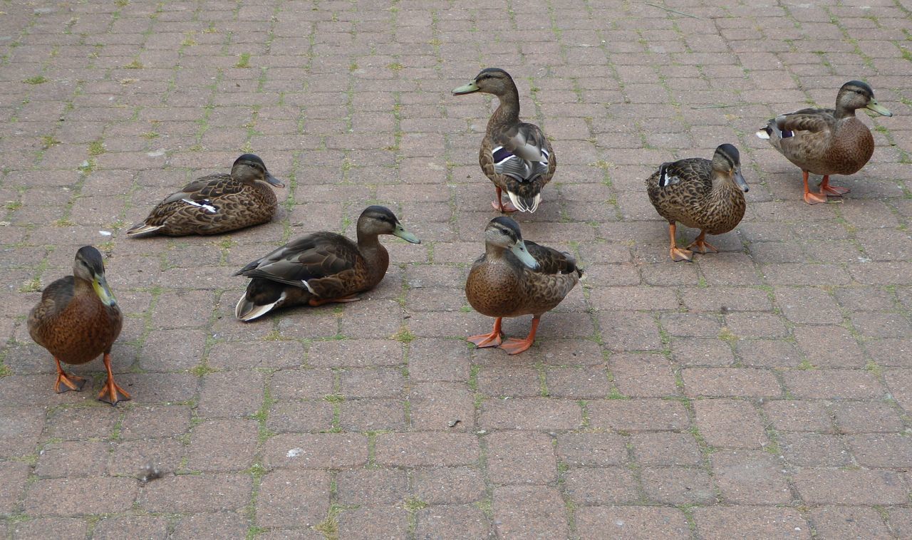 Ducksmeeting