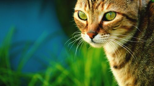 Close-up portrait of cat