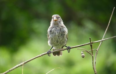 Close-up of bird perching on branch