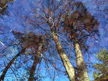 Low angle view of tree against blue sky