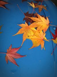 Close-up of maple leaves against blue sky
