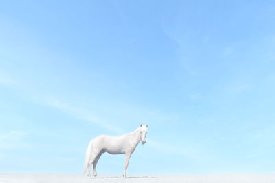 Side view of white horse standing against blue sky