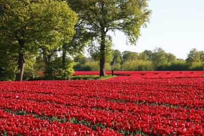 Red flowering trees on field