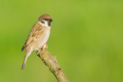 Close-up of bird perching on tree