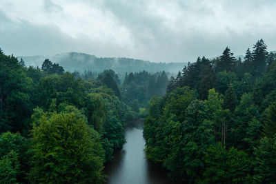Scenic view of forest against sky