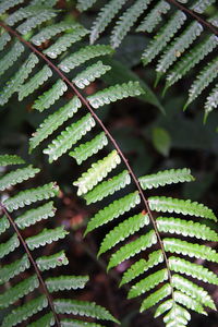 Close-up of fern leaves