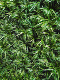 Full frame shot of fresh green plants