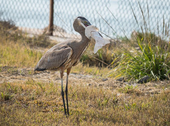 High angle view of gray heron on grass