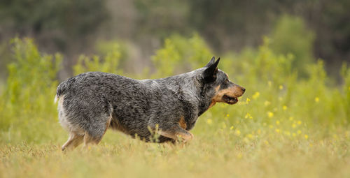 Side view of a dog on field