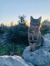 Portrait of a cat sitting on rock