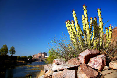Low angle view of cactus plants by lake against clear blue sky on sunny day