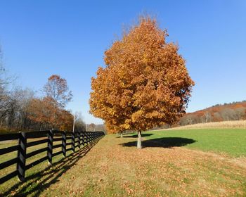 Trees growing on field against sky during autumn