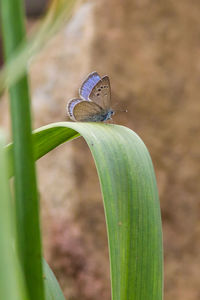 Close-up of snail on leaf