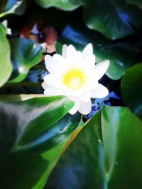 Close-up of lotus water lily