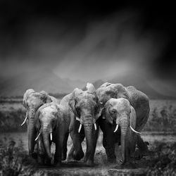 Dramatic black and white image of a elephant on black background