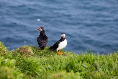 Birds perching on a land