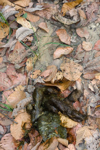 Full frame shot of dried autumn leaves on land