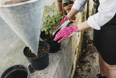 Gardener planting in pot at greenhouse