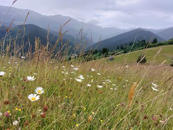 grassland