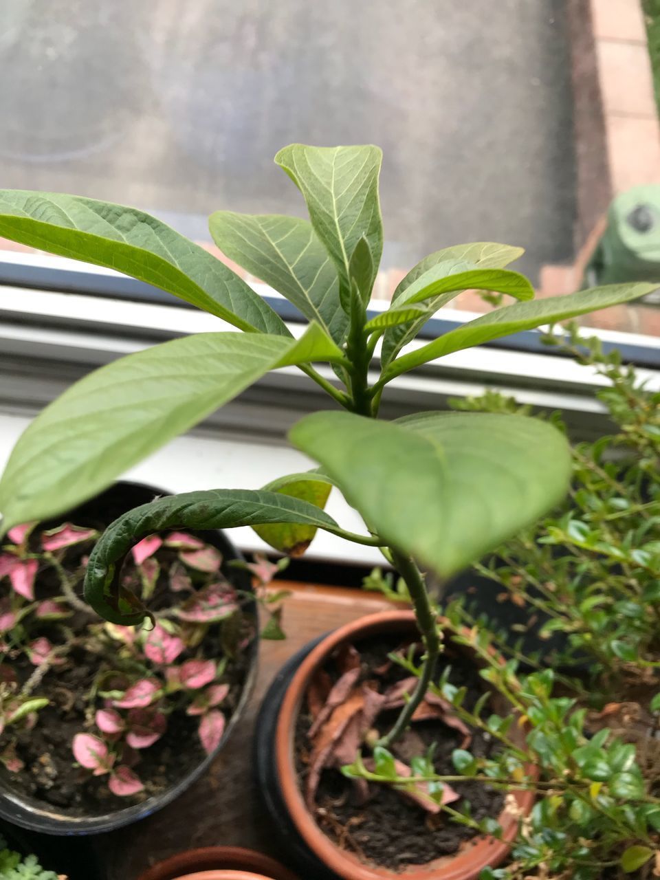 HIGH ANGLE VIEW OF POTTED PLANTS IN YARD