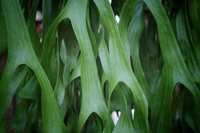 Full frame shot of wet plants